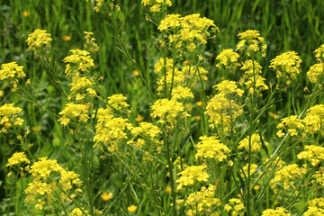 Obraz premium Bunias orientalis grows in nature