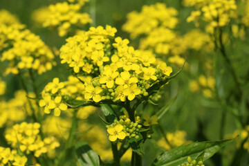 Bunias orientalis grows in nature