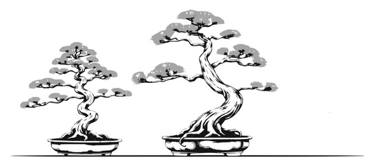 Eastern White Pine Bonsai Clean Line Form