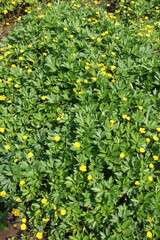 Creeping buttercup (Ranunculus repens) grows in nature
