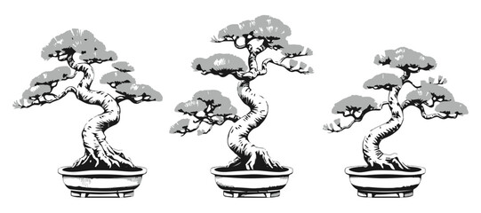 Eastern White Pine Bonsai Rooted Design