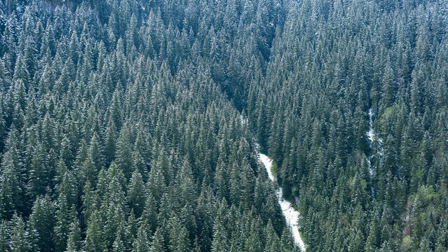 Aerial view of dense evergreen forest in snowy mountains. Winter nature texture.