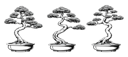 Japanese Black Pine Bonsai Form Study 01