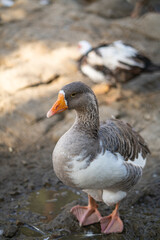 Graceful Geese and Playful Ducks: Tranquil Wildlife Moments