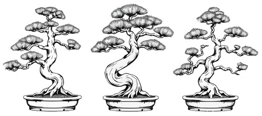 Japanese Black Pine Bonsai Leaf Cluster Design