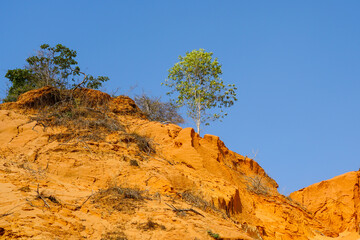 Lone tree growing atop vibrant red sand canyon under a clear blue sky in an arid landscape