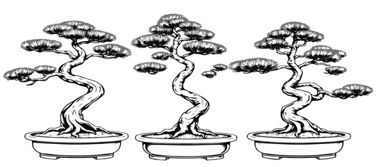 Japanese Black Pine Bonsai Ink Form Style 05