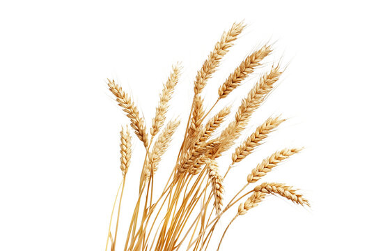 Golden wheat stalks isolated on transparent background