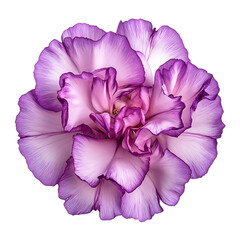  purple carnation