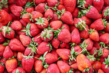 Strawberries background. Lots of fresh, ripe, juicy, tasty, sweet berries