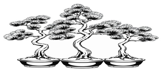 Japanese White Pine Bonsai Canopy Layout