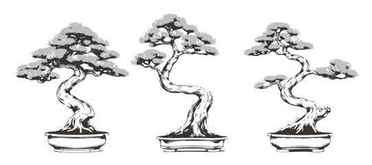  Ponderosa Pine Bonsai Serenity Form