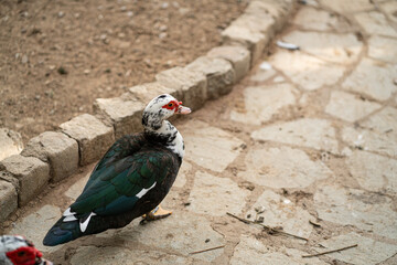 Graceful Geese and Playful Ducks: Tranquil Wildlife Moments