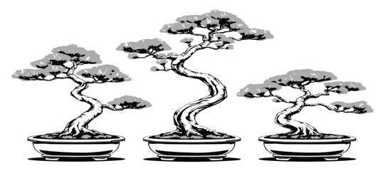 Ponderosa Pine Artistic Ridge Style