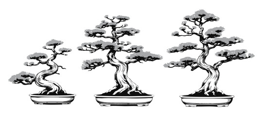  Ponderosa Pine Refined Form Bonsai