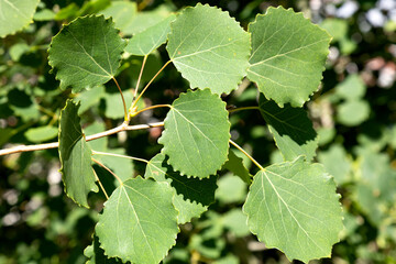 Populus tremula commonly called aspen
