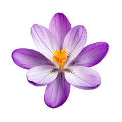  Purple crocus
