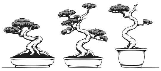 Red Pine Bonsai Delicate Inkwork