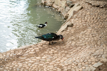 Graceful Geese and Playful Ducks: Tranquil Wildlife Moments