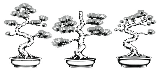 Scots Pine Bonsai Crown Form Design