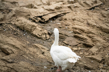 Graceful Geese and Playful Ducks: Tranquil Wildlife Moments