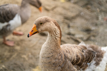 Graceful Geese and Playful Ducks: Tranquil Wildlife Moments