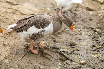 Graceful Geese and Playful Ducks: Tranquil Wildlife Moments