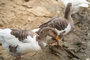 Graceful Geese and Playful Ducks: Tranquil Wildlife Moments