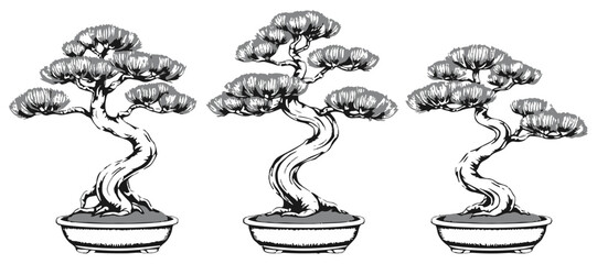 Scots Pine Bonsai Silhouette Look