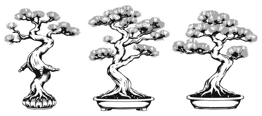 Scots Pine Bonsai Texture Map