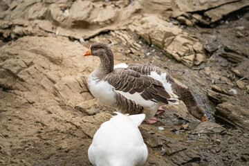 Obraz premium Graceful Geese and Playful Ducks: Tranquil Wildlife Moments