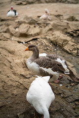 Graceful Geese and Playful Ducks: Tranquil Wildlife Moments