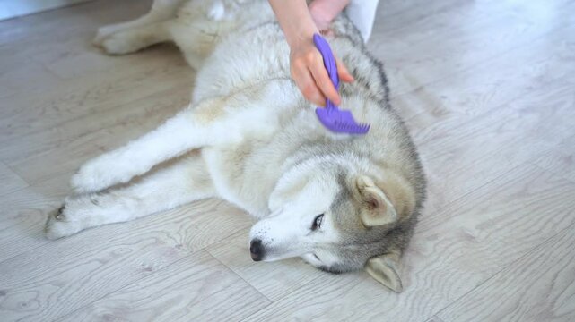 A wolf-like husky dog ​​with fawn coloring and multi-colored eyes lies on the floor. A woman's hand slowly brushes out the shedding fur with a purple brush.