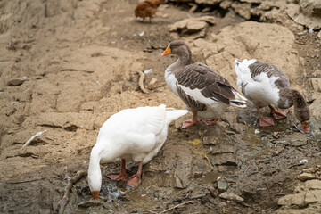 Graceful Geese and Playful Ducks: Tranquil Wildlife Moments