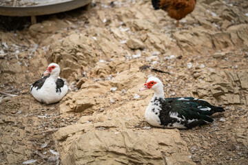Graceful Geese and Playful Ducks: Tranquil Wildlife Moments
