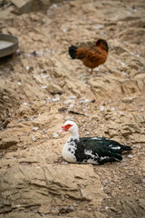 Graceful Geese and Playful Ducks: Tranquil Wildlife Moments