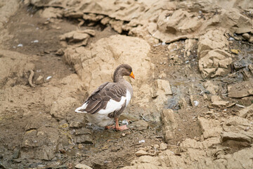 Graceful Geese and Playful Ducks: Tranquil Wildlife Moments