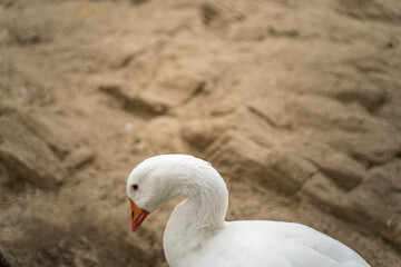 Graceful Geese and Playful Ducks: Tranquil Wildlife Moments