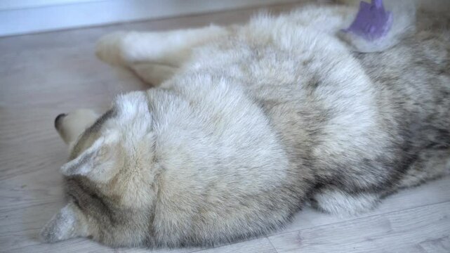 A wolf-like husky dog ​​with a fawn color and multi-colored eyes is lying on the floor. A woman's hand is slowly combing the shedding fur on its ears with a dog comb. And she removes the combed fur fr