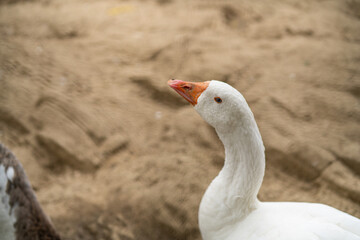 Graceful Geese and Playful Ducks: Tranquil Wildlife Moments