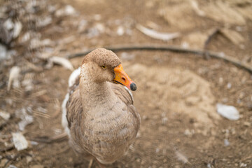 Graceful Geese and Playful Ducks: Tranquil Wildlife Moments