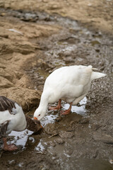 Graceful Geese and Playful Ducks: Tranquil Wildlife Moments