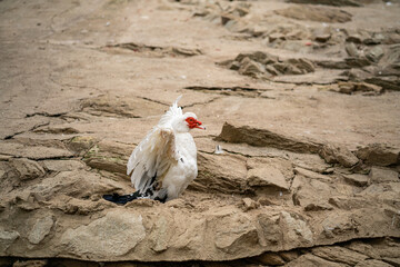 Graceful Geese and Playful Ducks: Tranquil Wildlife Moments