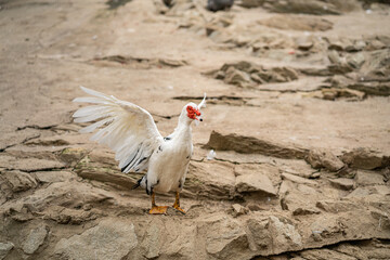 Graceful Geese and Playful Ducks: Tranquil Wildlife Moments