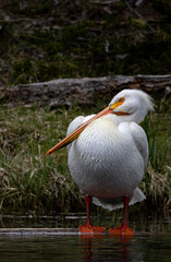 White Pelican along a River in Yellowstone National Park Wyoming in Springtime