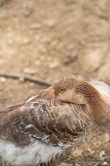 Graceful Geese and Playful Ducks: Tranquil Wildlife Moments