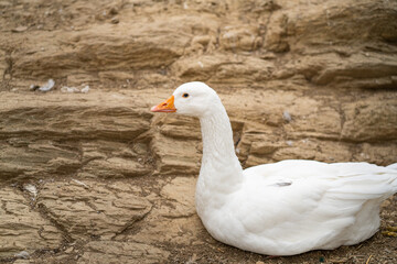 Graceful Geese and Playful Ducks: Tranquil Wildlife Moments