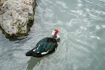 Graceful Geese and Playful Ducks: Tranquil Wildlife Moments