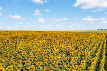 A big yellow field of sunflowers near Bras&iacute;lia, Brazil, with blue skies in the background.