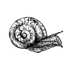 Garden snail hand drawn black white outline vector illustration. Slow crawling creature in spiral shell sketch for eco friendly packaging, naturalist prints. Invertebrate animal drawing engraving. © Ekaterina Lanbina